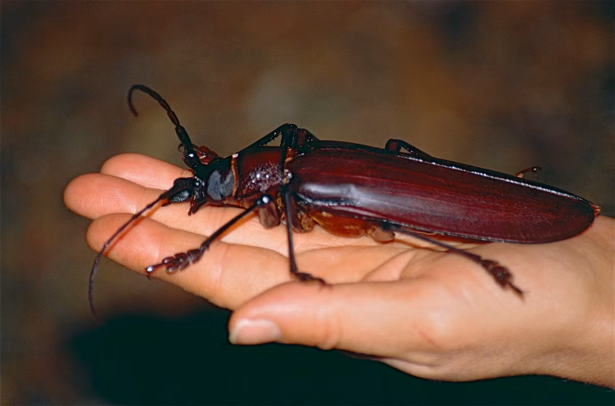  1. Xén tóc khổng lồ (Titanus giganteus). Sinh sống trong rừng nhiệt đới Amazon, loài bọ cánh cứng này có thể dài tới 17 cm, khiến nó trở thành một trong những loài côn trùng lớn nhất thế giới xét về kích thước cơ thể. Ảnh: Wikipedia.