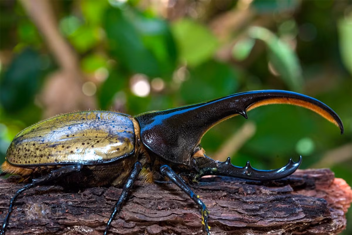  9. Bọ Hercules (Dynastes hercules). Phân bố từ Nam Mexico đến Bolivia, loài bọ này chiếc sừng khổng lồ này dài tới 18 cm (ở con đực). Đây là một trong những loài côn trùng bay lớn nhất thế giới. Ảnh: IFPA.
