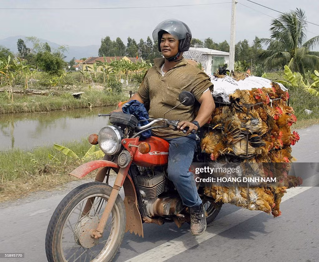 Một nông dân chở gà bằng xe máy đi đến chợ địa phương trên một con đường ở ngoại ô Hà Nội, ngày 26/12/2004.