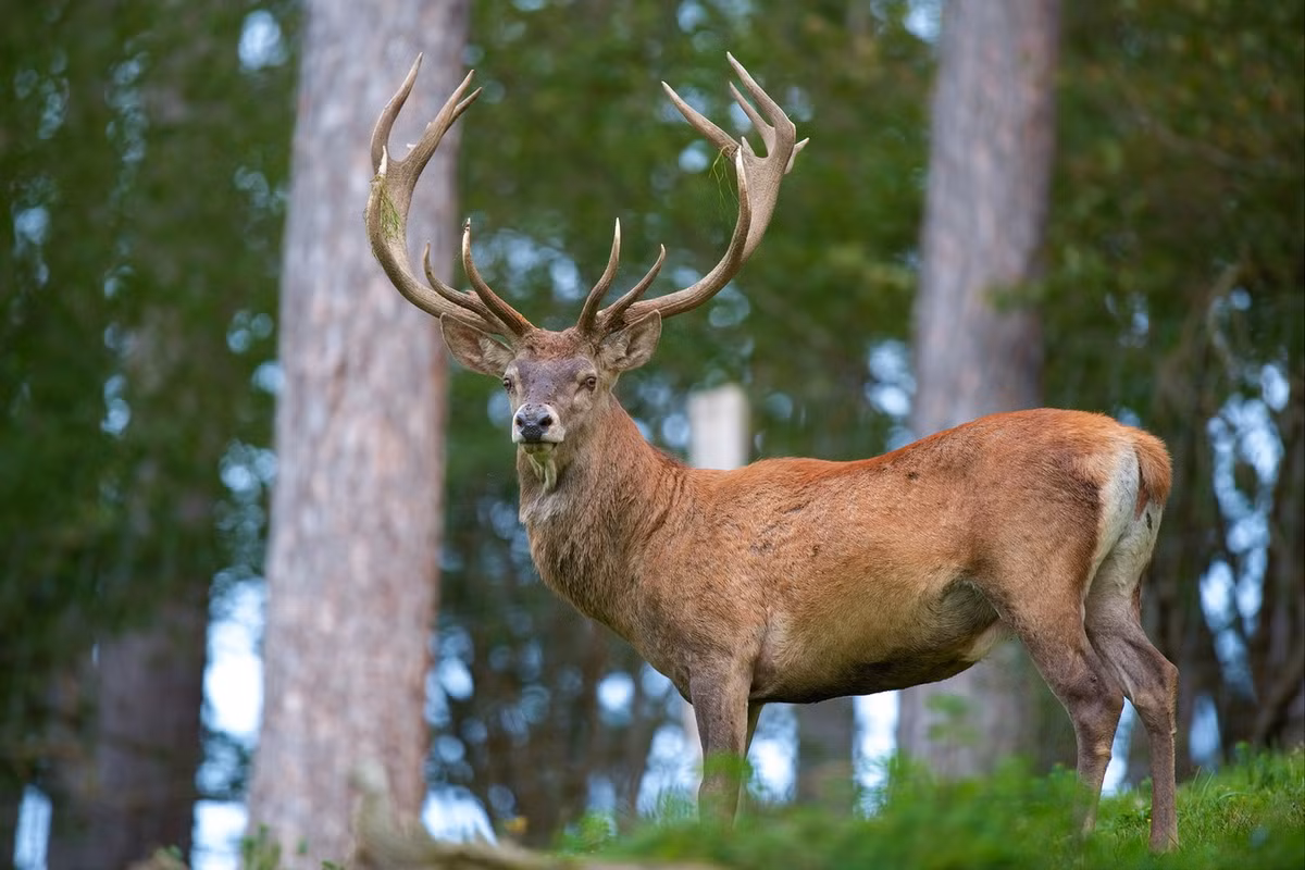 Hươu đỏ (Cervus elaphus) dài 1-1,4 mét, phân bố ở châu Âu, Tây Á và một phần Bắc Phi. Tùy vùng phân bố mà loài này có sự đa dạng về kích thước, hình dạng gạc và độ dài bờm. Đây là loài duy nhất thuộc họ Hươu nai hiện diện ở châu Phi. Ảnh: Wikipedia.