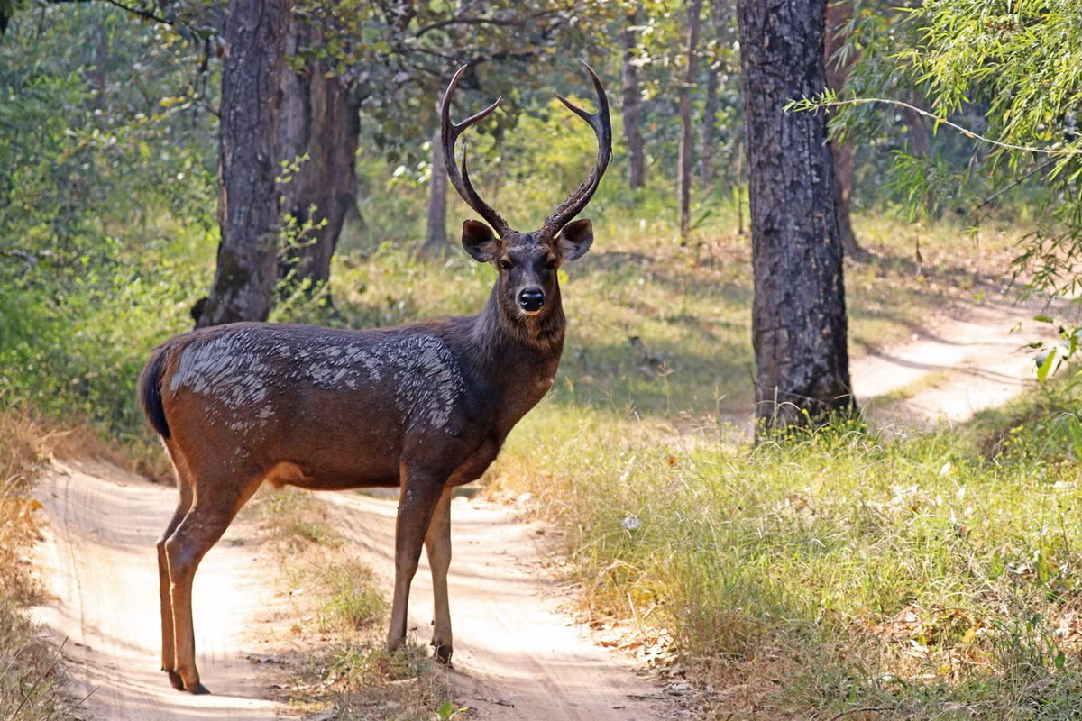  Nai (Rusa unicolor) dài 1-1,6 mét, sinh sống ở các khu rừng Nam Á, gồm cả vùng chân núi Himalaya. Loài hươu lớn này có màu nâu sẫm, lông ở cổ một số cá thể dài như bờm. Ảnh: Wikipedia.