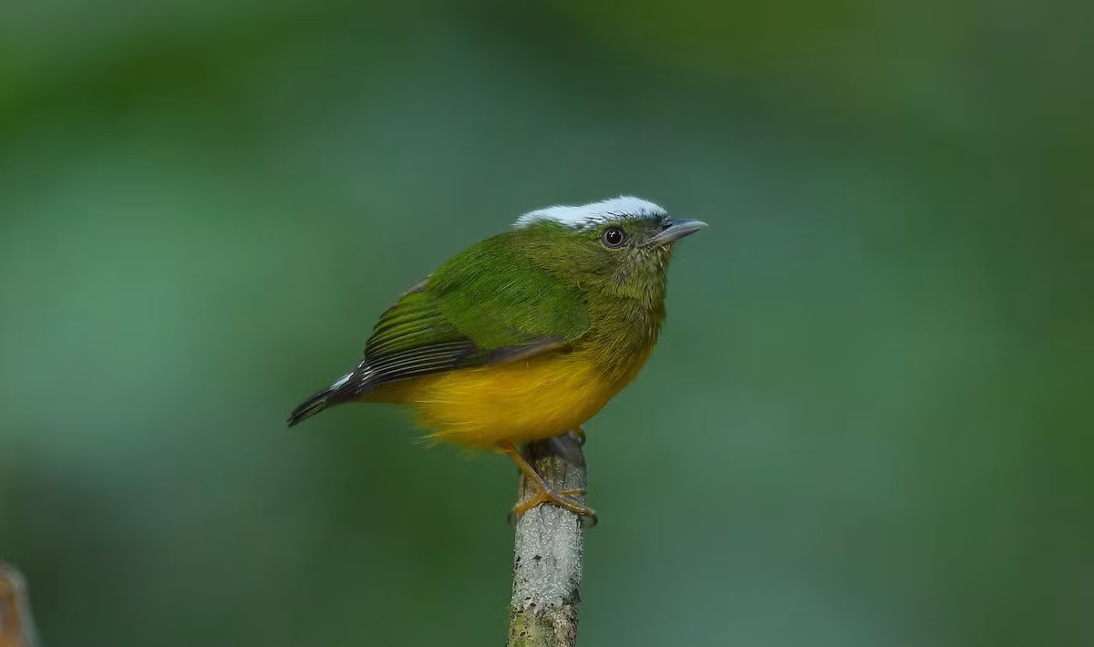 Chim di mũ tuyết (Lepidothrix nattereri) dài 8-9 cm, sinh sống ở lưu vực sông Amazon của Brazil và vùng Đông Bắc Bolivia. Đỉnh đầu loài chim này có lông, màu trắng, nhìn giống như bị phủ tuyết.