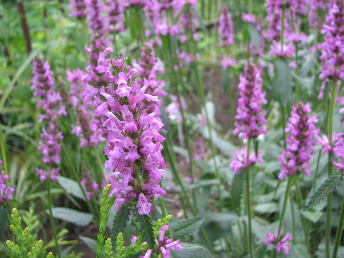 Hoắc hương (Betonica officinalis) cao 80 cm, phổ biến trên các đồng cỏ ở phần lớn châu Âu, vùng Kavkaz và Bắc Phi. Loài cây thân thảo này có hoa trắng hoặc tía pha đỏ. Tinh dầu hoắc hương cũng được dùng để sản xuất nước hoa. Ảnh: Wikipedia.