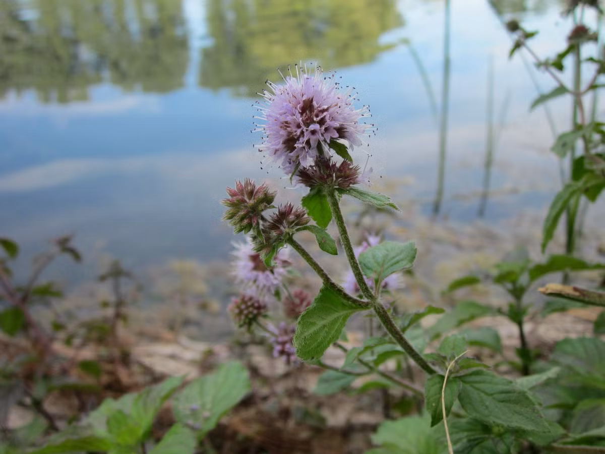 Húng lủi hay bạc hà nước (Mentha aquatica) cao 1 mét, phân bố ở châu Âu, châu Phi và Tây Nam Á. Loài cây thân thảo này mọc nửa ngập nước trong ao và kênh mương. Chúng là cây bố mẹ của nhiều giống bạc hà lai, được trồng để lấy tinh dầu bạc hà. Ảnh: Chiltern Seeds.