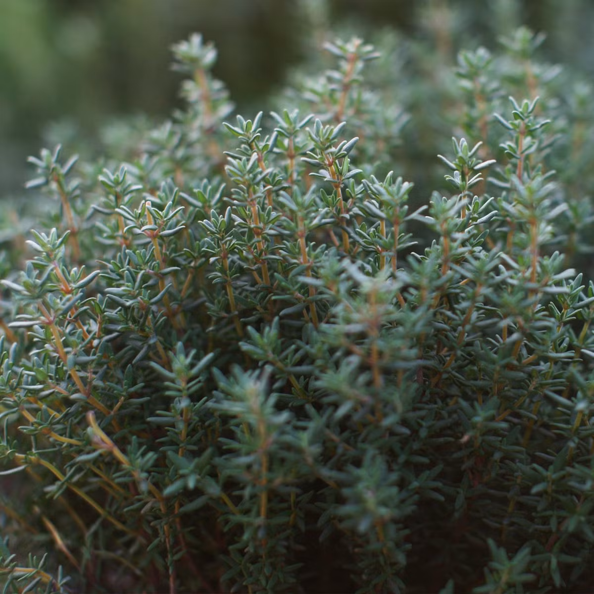 Cỏ xạ hương (Thymus vulgaris) cao 40 cm, có nguồn gốc từ những nơi khô hạn nhiều đá ở miền Tây Địa Trung Hải. Loài cây phụ phân nhánh rậm rạp này được dùng làm rau thơm trong ẩm thực và làm thành phần hương liệu trong nước hoa và xà phòng. Ảnh: Annie's Heirloom Seeds.
