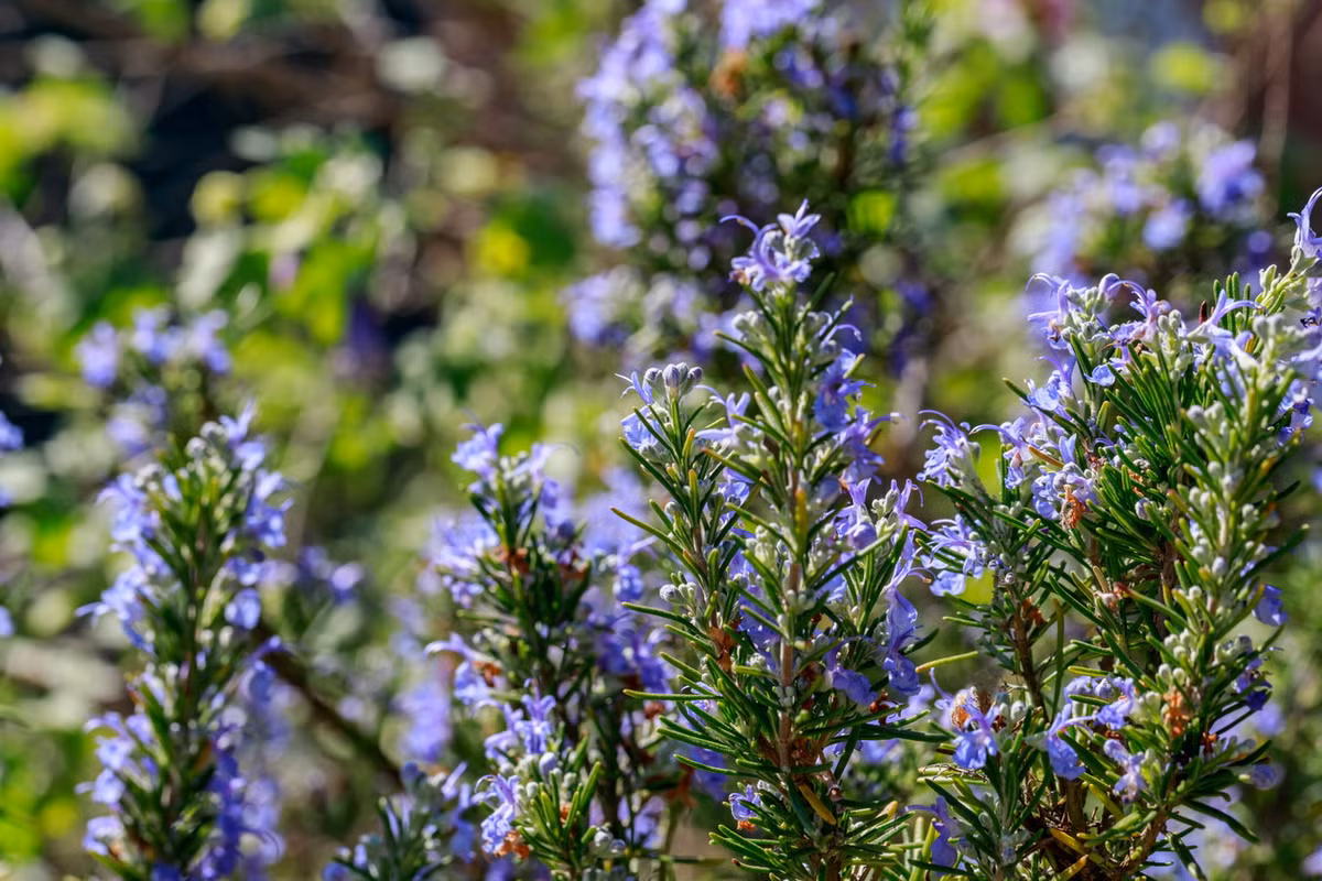  Hương thảo (Rosmarinus officinalis) cao 2 mét, có nguồn gốc từ các sinh cảnh khô hạn ở Địa Trung Hải. Tinh dầu thơm trong lá của loài cây này có tác dụng giảm lượng nước bị mất do thoát hơi nước. Ảnh: Plants To Your Door.