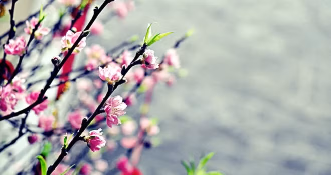 Tháng 1 âm lịch. Người sinh vào tháng 1 âm lịch rất hiếu chiến, không bao giờ tin vào số phận của mình mà chỉ tin tưởng vào hành động thực tế của bản thân. Họ luôn hướng về tương lai, không ngại chịu đựng gian khổ trên con đường đầy chông gai, mạnh mẽ tiến về phía trước.