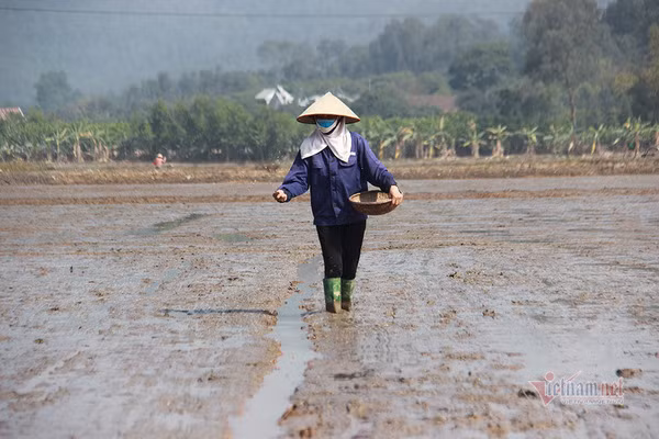 Doi quan 'giai cuu' ruong trong khu phong toa tam dich Chi Linh ngay giap Tet-Hinh-3