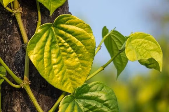 Chính vì vậy, việc trồng cây trầu không trước nhà sẽ có thể mang lại nhiều lợi ích cho gia chủ. Nó giúp thu hút tài lộc, may mắn và thành công trong công việc.