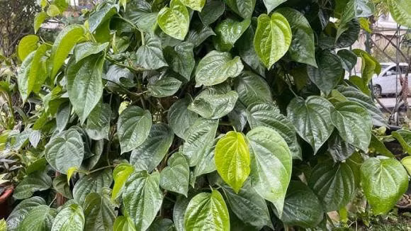 Chăm sóc cây thường xuyên: Bạn cần thường xuyên cắt tỉa, làm sạch lá và thân cây để tránh cho cây phát triển quá mức, gây ra mất thẩm mỹ và ảnh hưởng đến phong thủy. (*Thông tin chỉ mang tính tham khảo).