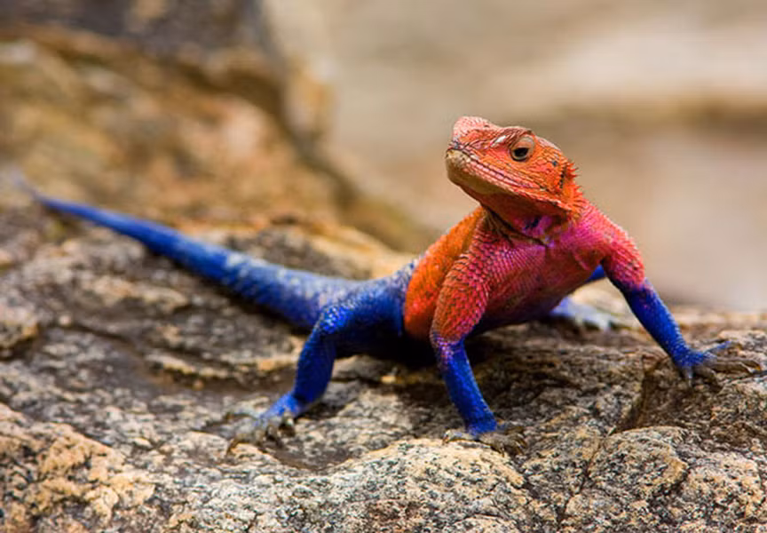 Món ăn ưa thích của thằn lằn Agama là dế và dán, cùng một số loại côn trùng khác.