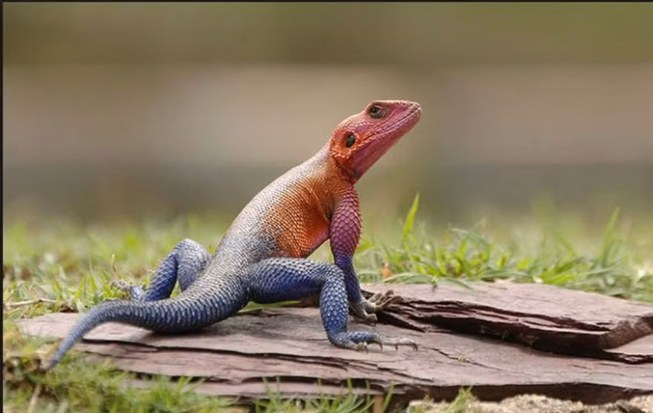 Trong môi trường nuôi nhốt đúng quy cách, thằn lằn Agama có thể đạt tuổi thọ 15 năm. Chúng có thể sống lâu hơn trong môi trường tự nhiên.