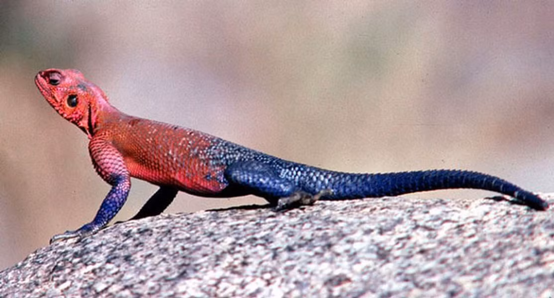 Từ đầu, thân và hai chi trước của thằn lằn Agama có màu đỏ hoặc hồng đậm. Phần còn lại là nửa thân sau, hai chi sau và một phần của chi trước có màu xanh thiên thanh đậm.