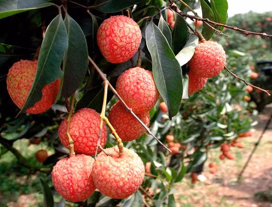 Bồi bổ những thực phẩm có tính “nóng”. Trong thai kỳ, máu trong cơ thể sẽ lưu thông nhanh hơn, tuần hoàn máu tăng khiến tim mạch phải gánh vác trọng trách nặng nề hơn, cổ tử cung, âm đạo, ống dẫn trứng và nhiều cơ quan sinh sản khác sẽ mở rộng. Theo đó là các hiện tượng như giữ nước, cao huyết áp… Khoảng thời gian này cũng không thích hợp để mẹ bầu bồi bổ các thực phẩm có tính “nóng” như nhân sâm, hay các loại quả như nhãn, đào, vải, mận, ổi, vú sữa…