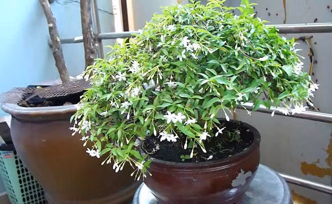 Tet nay ban se chung loai nao?-Hinh-20