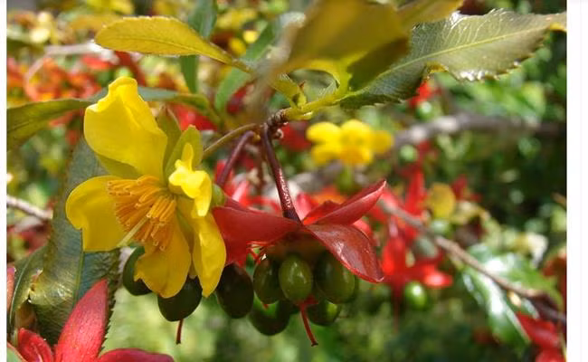 Tet nay ban se chung loai nao?-Hinh-16