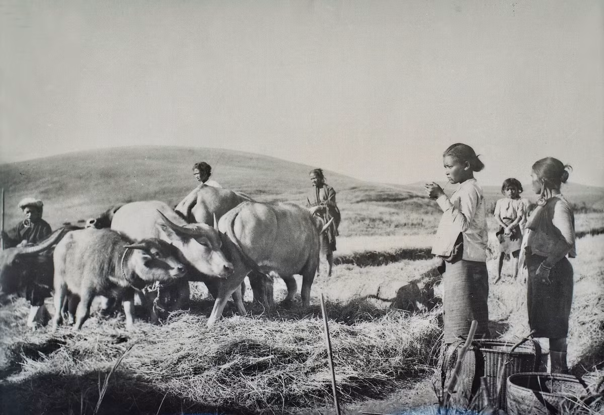 Những con trâu của đồng bào người Thượng ở cao nguyên Lâm Viên (Đà Lạt) thập niên 1920.