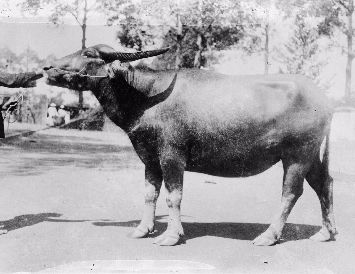 Con trâu rừng ở Chợ Lớn thập niên 1920.