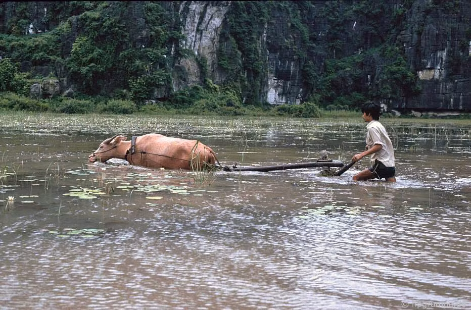 Chú trâu trắng kéo cày ở Tam Cốc, Ninh Bình.