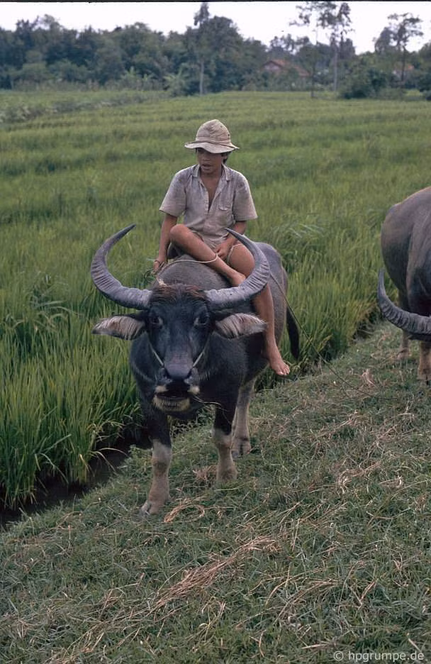 Cậu bé chăn trâu ở Tiền Giang.