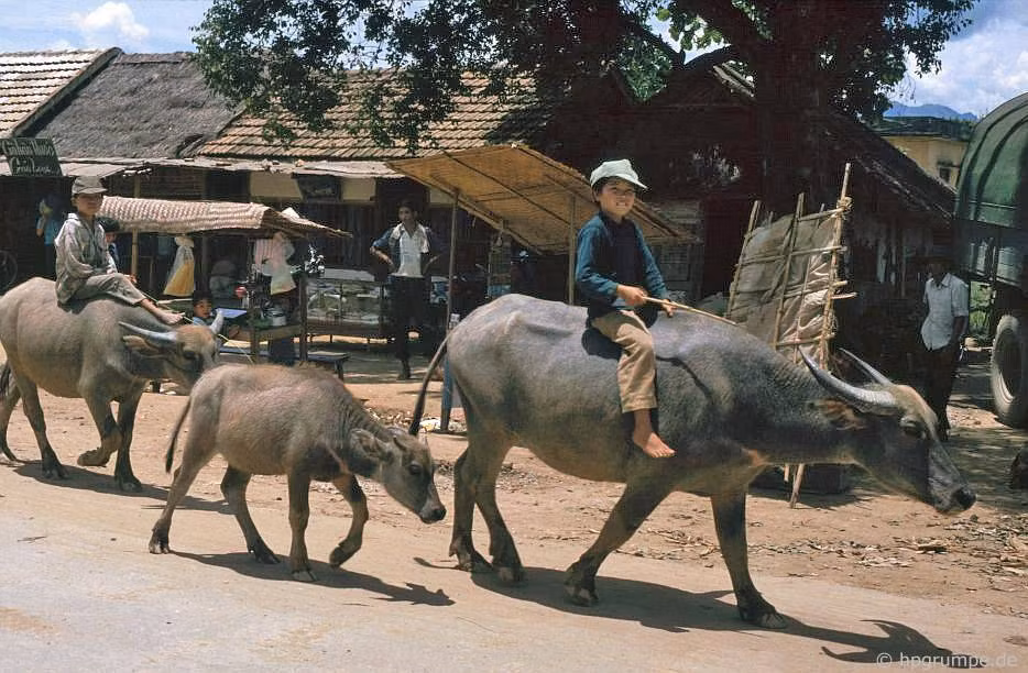 Chú bé cưỡi trâu đi trước rất ra dáng "thủ lĩnh".