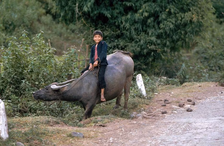 Một cậu bé chăn trâu cười e thẹn khi được ông Tây chụp hình, Sơn La năm 1992.