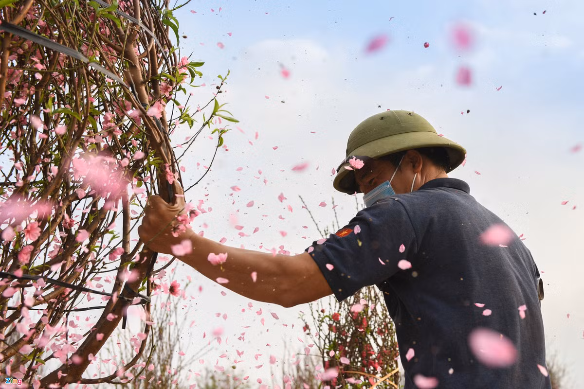 "Đằng nào chẳng phải chặt, rung cho rụng bớt hoa đi", ông Đặng Ngọc Sáng nắm chặt vào cành đào, rung mạnh. Gốc đào này ông đã trồng 5 năm trời, nay vẫn không được xuất.