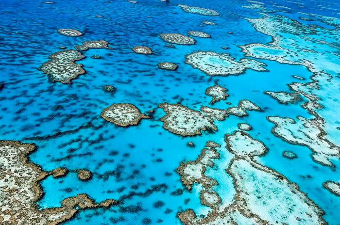 Great Barrier được đánh giá là nơi có hệ sinh thái biển cực kỳ đa dạng và phong phú, nơi đây xuất hiện nhiều loài sinh vật trong sách đỏ đang gặp nguy hiểm. Với khoảng 30 loài cá heo, cá voi được ghi nhận, đặc biệt với sự xuất hiện của cá héo Indo - Pacific Humpback, cá voi Humpback. Có 6 loài rùa biển quý hiếm đến trú ngụ lại rạn Great Barrier như: Green, Hawksbill, Olive Ridley,... (Ảnh: Edward Haylan/Shutterstock).