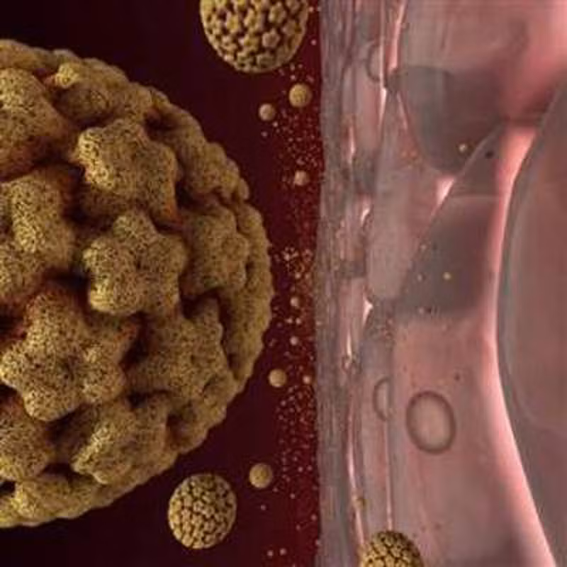 Nhiễm virus u nhú. Hiện các nhà khoa học chưa được ra kết luận chính thức về nguy cơ ung thư khi nhiễm virus HPV qua đường tình dục bằng miệng. Dù vậy, nghiên cứu nhận thấy nếu nhiễm một vài chủng loại virus này, bạn có khả năng đối diện với căn bệnh khá cao.