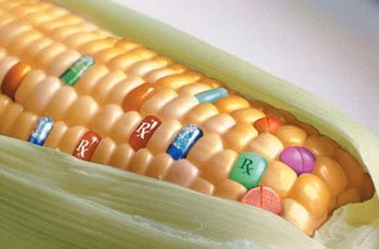 Tuy nhiên, tiêu thụ nhiều thực phẩm biến đổi gen có thể dẫn đến những dị tật bẩm sinh, thúc đẩy sự phát triển của khối u và các bệnh nguy hiểm khác.