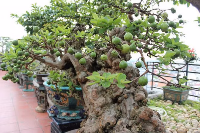 Cay oi “van nguoi me”, dai gia xuong tay tien ty de so huu-Hinh-3