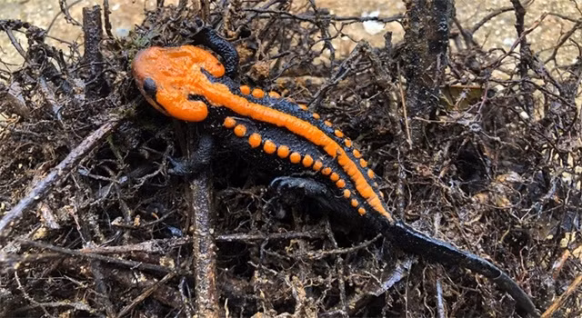 br/> 6. Cá cóc sần Echinotriton asperrimus: Đây là một sinh vật cổ đại hiếm hoi còn sót lại trên Trái đất. Bộ gene của chúng nhiều gấp 8 lần so với gene người (khoảng 24GB). Giới khoa học cho biết, cần đến hệ thống máy tính cực mạnh để lắp ráp các trình tự hệ gene này với nhau và cần 6 tháng đến 2 năm mới hiểu hết nó.