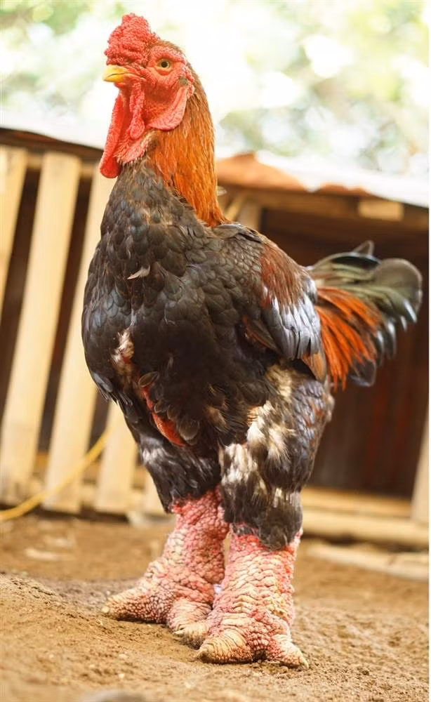  Chăm sóc đặc biệt: Gà Đông Tảo yêu cầu chế độ chăm sóc khá nghiêm ngặt, bao gồm thức ăn đặc biệt và điều kiện nuôi dưỡng tốt. Điều này đẩy chi phí sản xuất lên cao hơn so với các giống gà khác. 