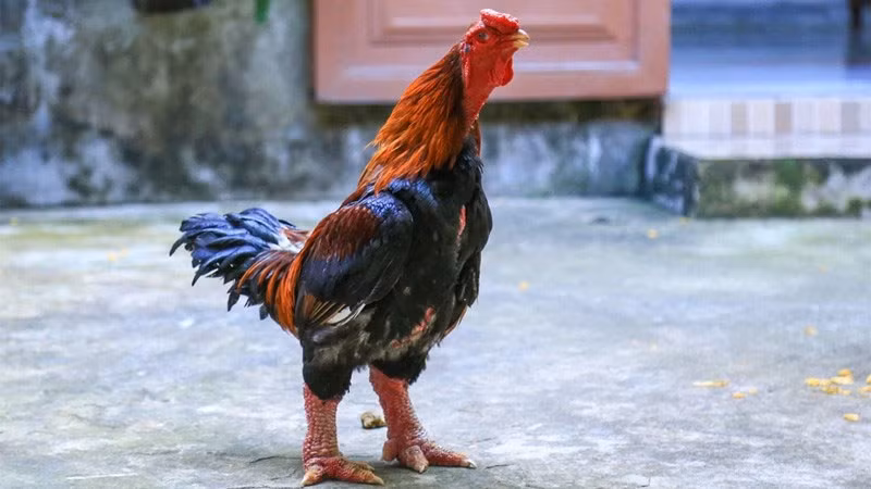  Thời gian nuôi dài: Gà Đông Tảo có thời gian nuôi lâu hơn so với các giống gà khác. Thông thường, để gà đạt trọng lượng và chất lượng tốt nhất, chúng cần khoảng 10–12 tháng, trong khi gà thường chỉ mất 5–6 tháng để trưởng thành. Việc nuôi lâu dài này làm tăng chi phí chăm sóc và thức ăn cho gà. 