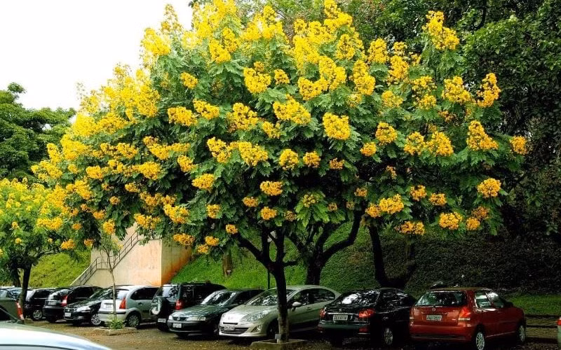 Cây có mùi thơm nhẹ và sở hữu dòng nhựa đỏ, có thể phát triển bình thường dưới điều kiện thời tiết thay đổi liên tục và không bao giờ bị mối mọt.