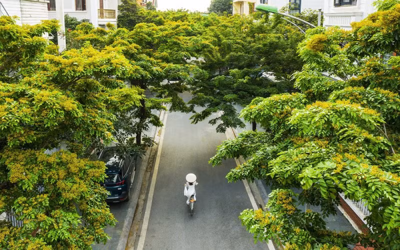Cây giáng hương rất đặc biệt khi nó có màu sắc nổi bật, kết cấu độc đáo và được xem là ‘kho báu của thiên nhiên’. Gỗ nặng và chắc, độ cứng cao đứng trong top đầu những loại cây gỗ.