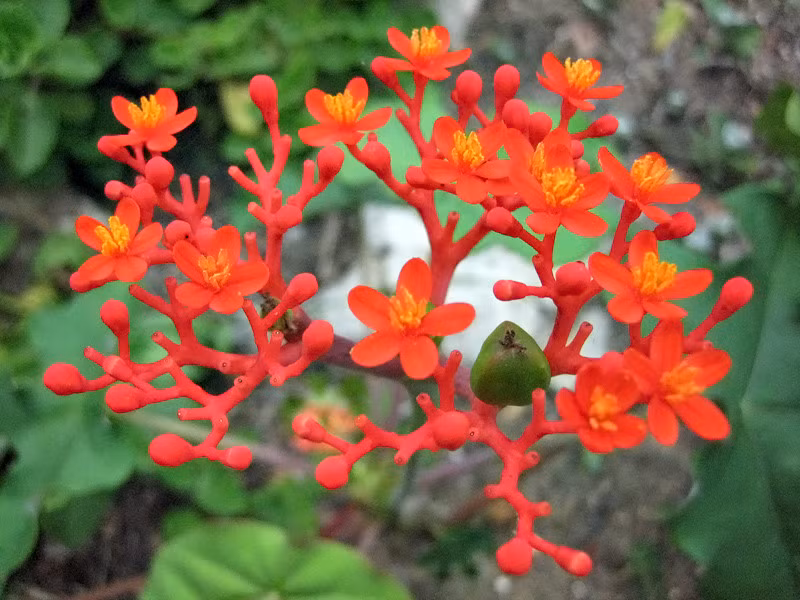  Ngô đồng (Jatropha podagrica) chứa chất độc curcin trên toàn thân cây, đặc biệt là củ và hạt. Curcin gây chóng mặt và buồn nôn nếu ăn phải. Ảnh:Blogspot.