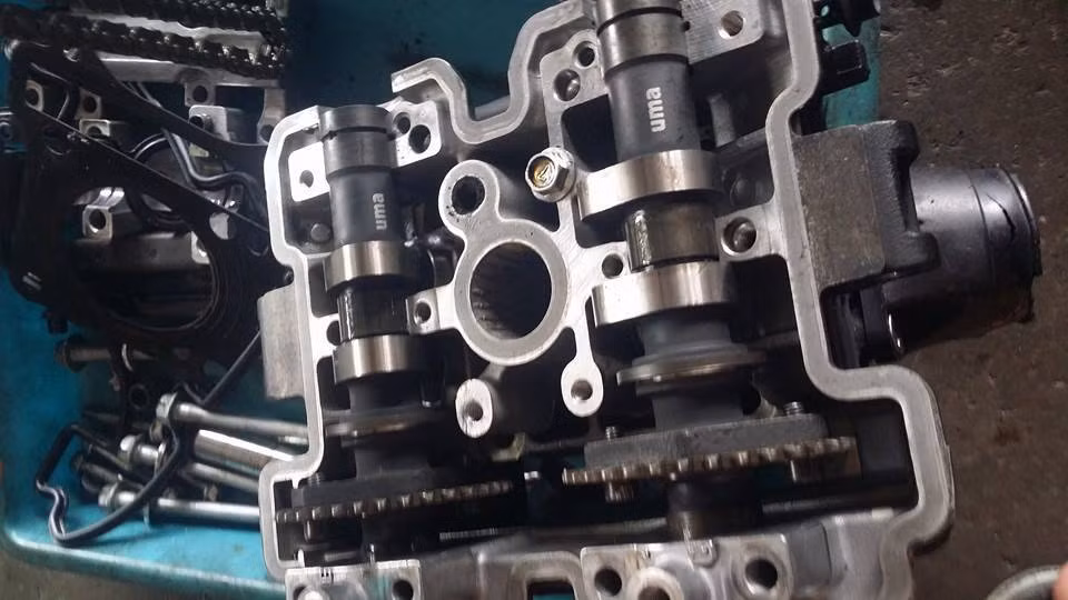 Đầu bò với 2 cây cam Uma.
