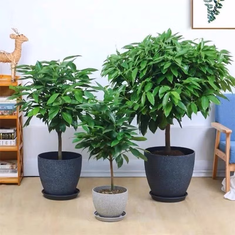 Nghe tên đã biết cây cảnh này mang ý nghĩa gì, cụ thể cây tượng trưng cho sự bình yên, sức khỏe và hạnh phúc, đặt trong nhà sẽ mang lại cho con người cảm giác an toàn. 