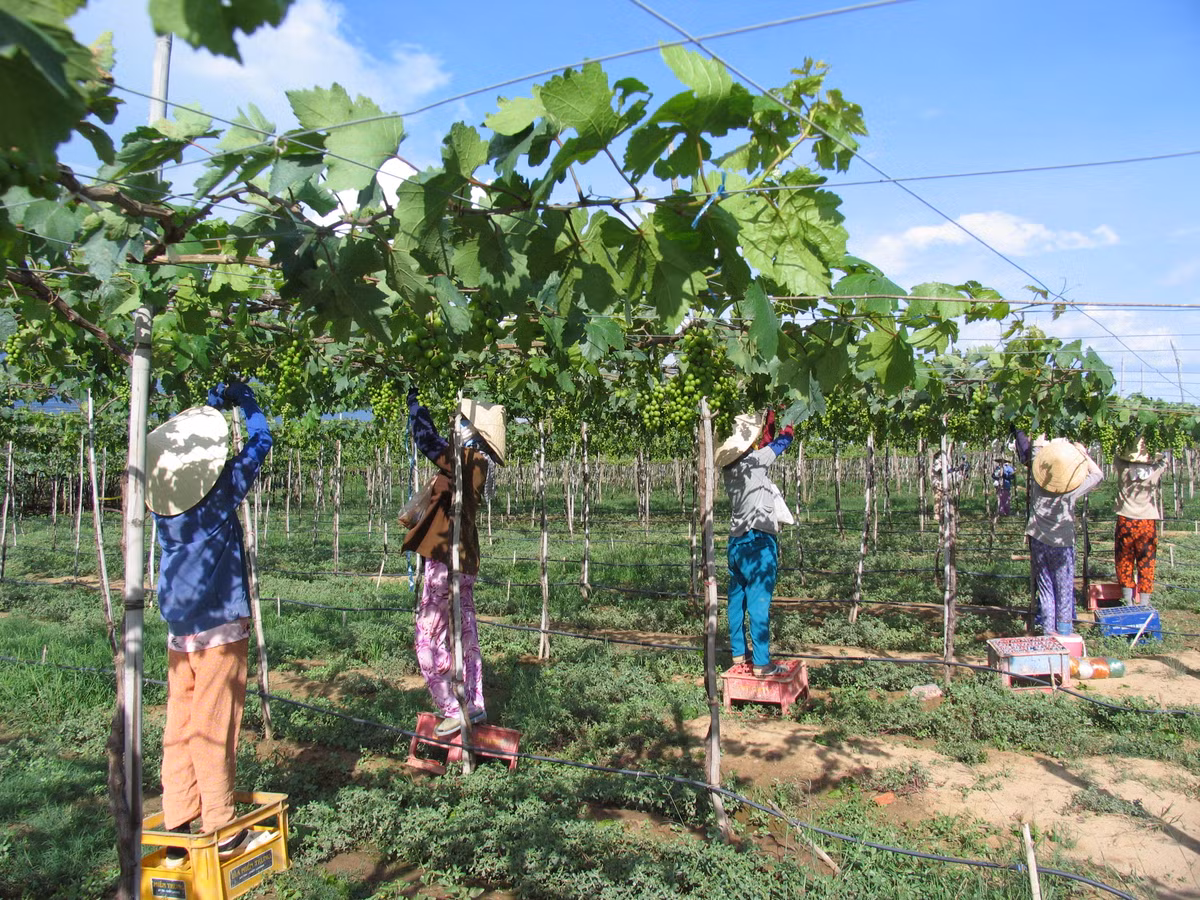 Không chỉ có quy trình trồng và chăm sóc mà ngay cả thu hoạch và đóng gói nho cũng phải đảm bảo vệ sinh an toàn thực phẩm. Tại vườn nho Ba Mọi nho được thu hoạch vào buổi sáng sớm.