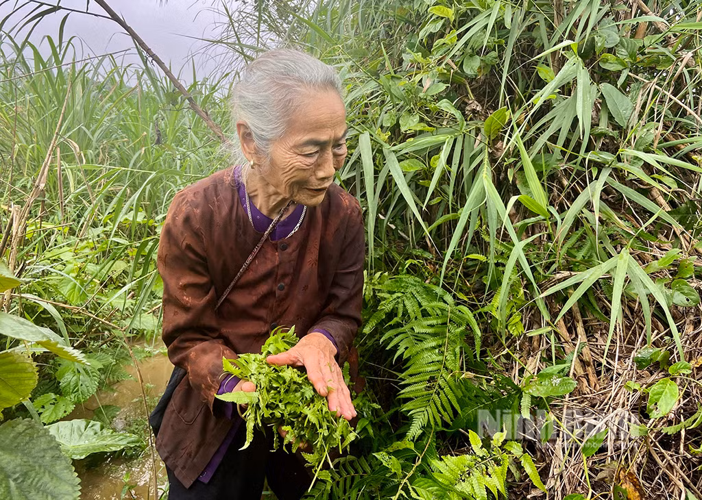 Loại rau dại xưa chả ai ngó ngàng tới nay thành đặc sản “đại bổ” Loai rau dai xua cha ai ngo ngang toi nay thanh dac san “dai bo”