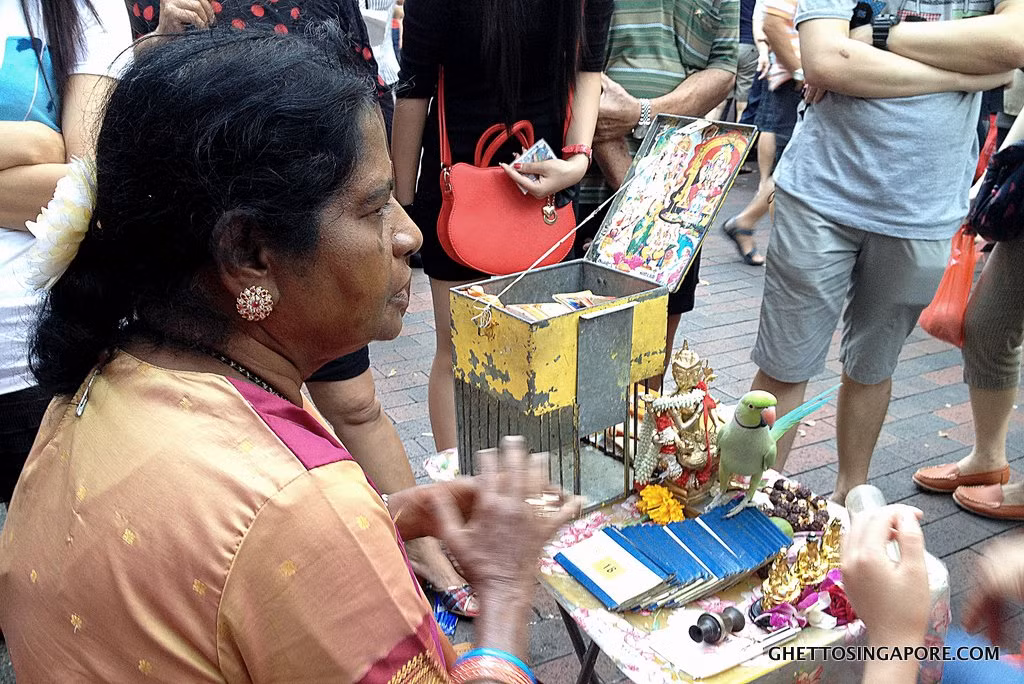 8. Có nguồn gốc từ cộng đồng người Tamil nhập cư, bói vẹt là thuật bói toán rất độc đáo ở đảo quốc Singapore. Trong trò bói này, chú vẹt sẽ rút một chiếc thẻ ngẫu nhiên để thầy bói giải đoán các thông điệp về số mệnh của gia chủ. Ảnh: Ghetto Singapore.