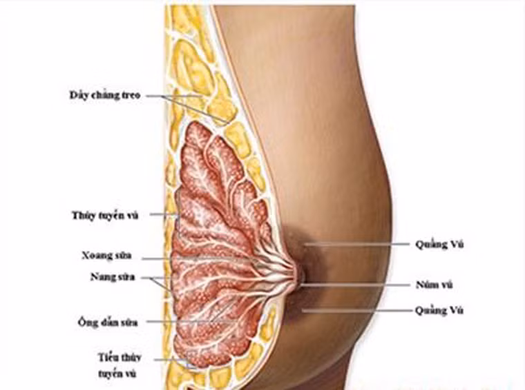 Tại Mỹ, ước tính khoảng 40.000 phụ nữ và 430 nam giới tử vong vì căn bệnh trong năm 2014. Trong khi đó, ung thư vú có thể cướp đi mạng sống của 522.000 phụ nữ trên thế giới.