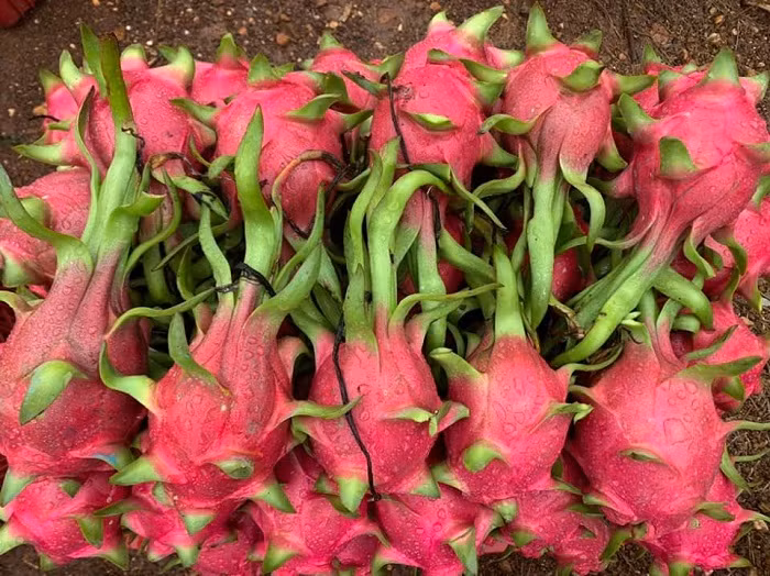Người dân không còn hàng để bán, thanh long tăng giá chóng mặt ảnh 1 Người dân không còn hàng để bán, thanh long tăng giá chóng mặt ảnh 1
