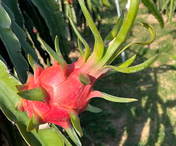 Người dân không còn hàng để bán, thanh long tăng giá chóng mặt ảnh 2 Người dân không còn hàng để bán, thanh long tăng giá chóng mặt ảnh 2