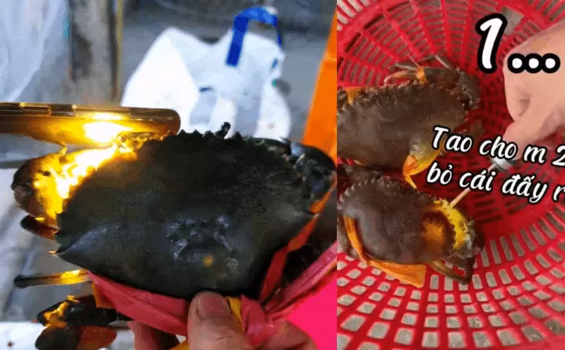 Dân biển tiết lộ: Dùng đèn soi điểm này biết cua ngon hay dở Dan bien tiet lo: Dung den soi diem nay biet cua ngon hay do