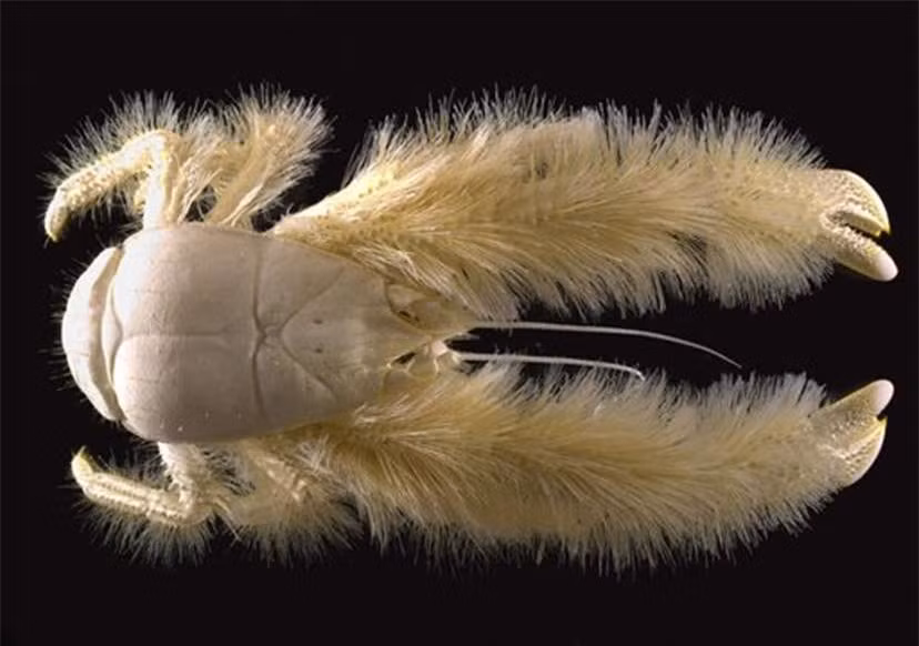 Cua tuyết Yeti: Loài cua độc đáo này dài 15cm và được bao phủ bởi một lớp lông vàng hoe. Chúng là loài sinh vật sống ở các vùng biển sâu. Con đầu tiên được tìm thấy sống ở độ sâu 2.200 mét.