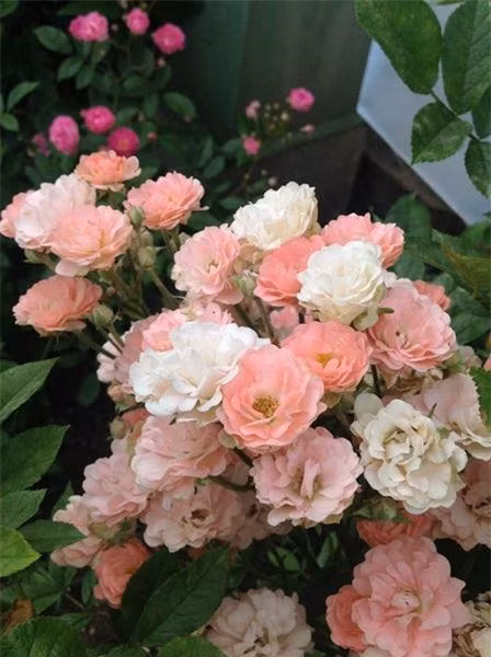  Hoa hồng Polyantha: Hoa hồng Polyantha được biết đến với sự nở rộ từ mùa xuân đến mùa thu, hoa lâu tàn, nở thành các cụm hoa lớn màu trắng, hồng, đỏ. Hoa hồng đẹp Polyantha khi nở rộ bung hết cánh. Trang trí hoa cưới, hoa tiệc rất thích hợp.