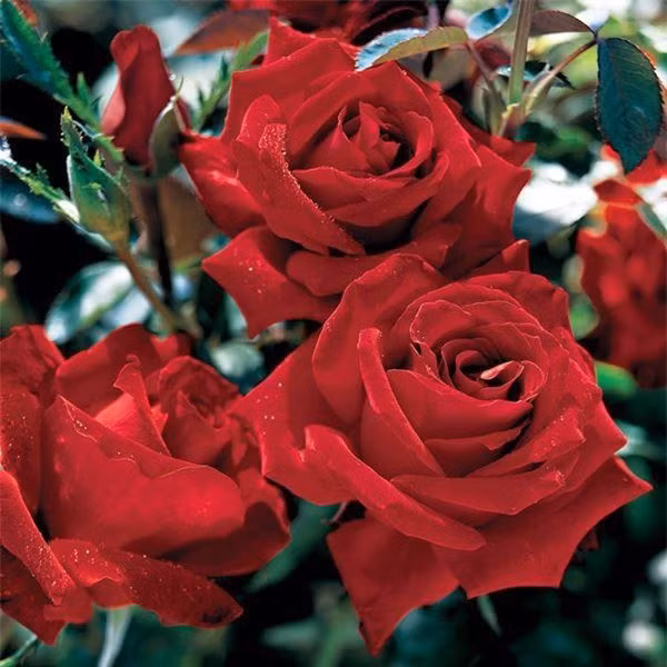  Hồng trà lai - Hybrid Tea. Hoa hồng trà lai là giống hoa hồng hiện đại phổ biến, ưa thích nhất hiện nay, nhiều màu sắc rất đa dạng. Chúng được biết đến với thân dài, thẳng đứng, có hoa lớn, hình búp trụ nhọn, có thể có đường kính lên đến 5 inch. Chúng là loại hoa hồng hiện đại nhất và tươi lâu, giá trị cao.