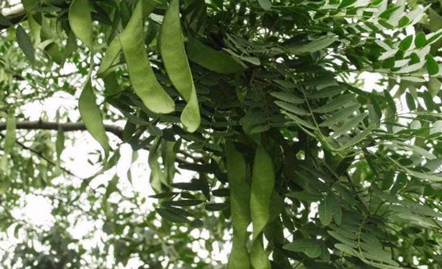 Loai qua o Viet Nam chi 200.000 dong/kg, nuoc ngoai ban 2 trieu dong